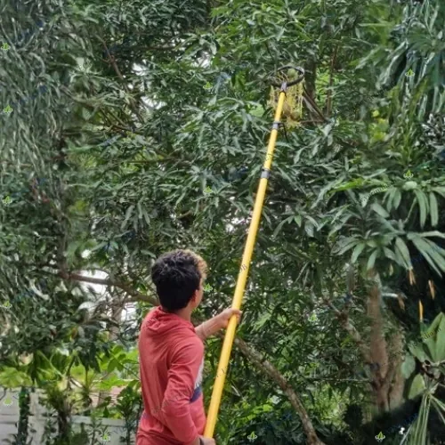 Manual Mango-Plucker Without Pole( Safe & Efficient Tool) - Image 7